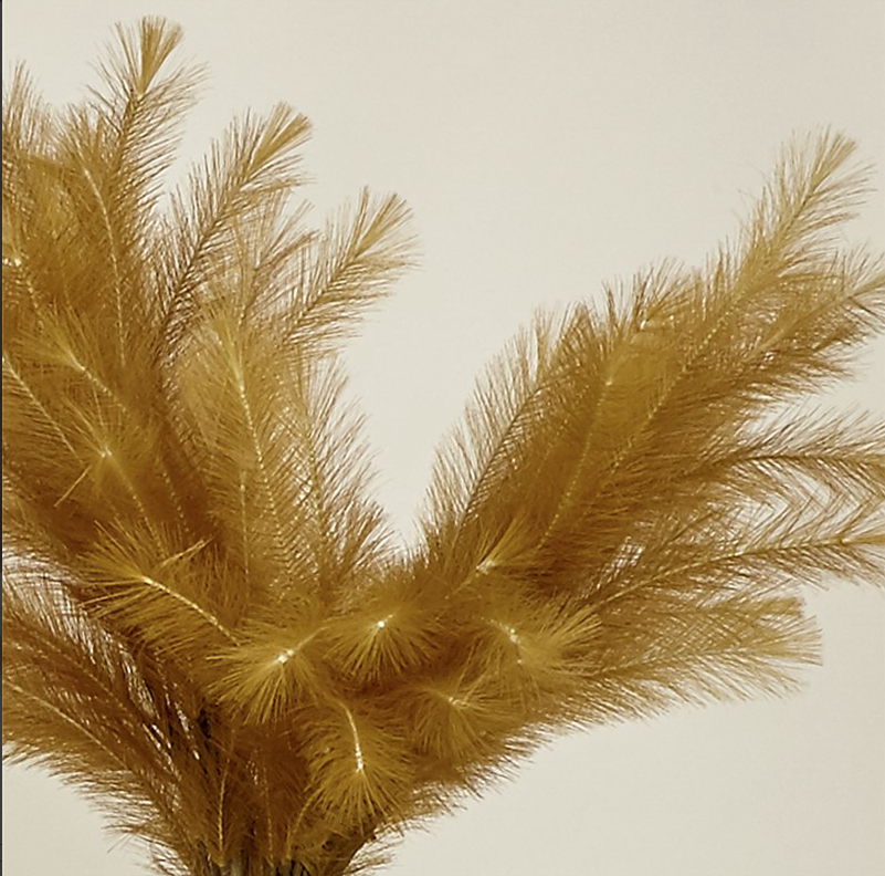 Flor plumero mostaza