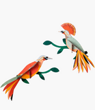 Set 2 Aves Tropicales