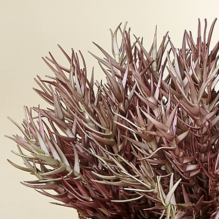 Flor morada