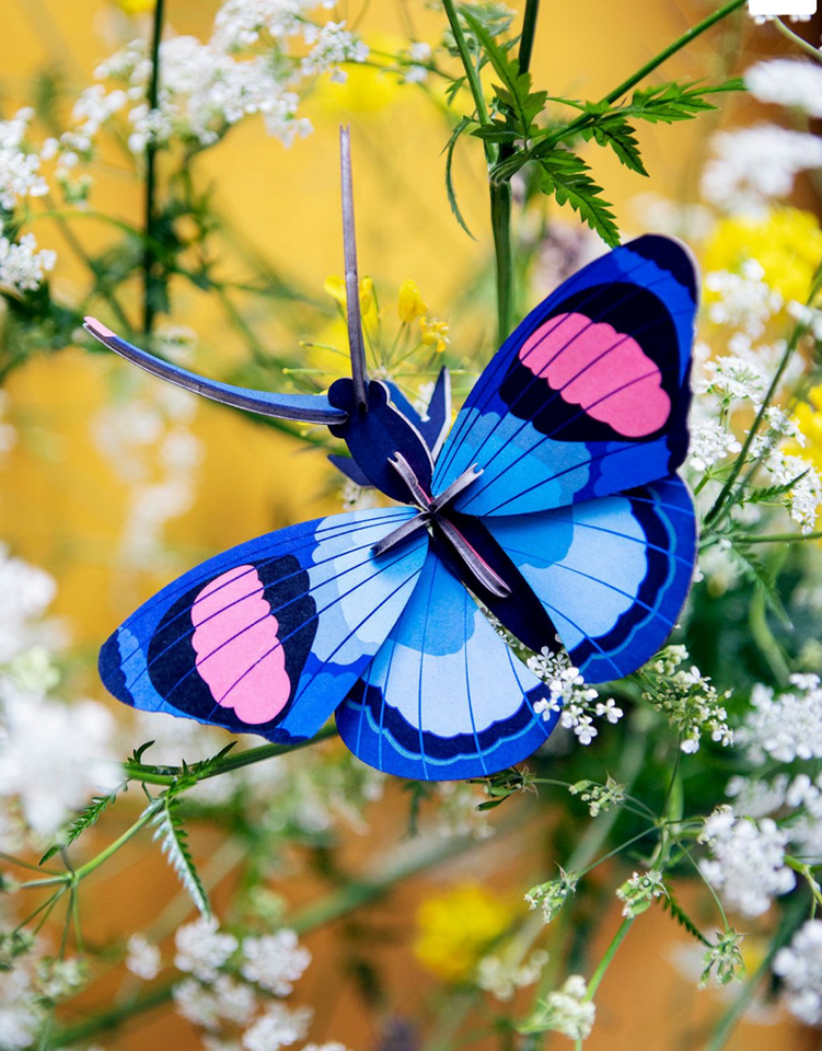 Mariposa Azul