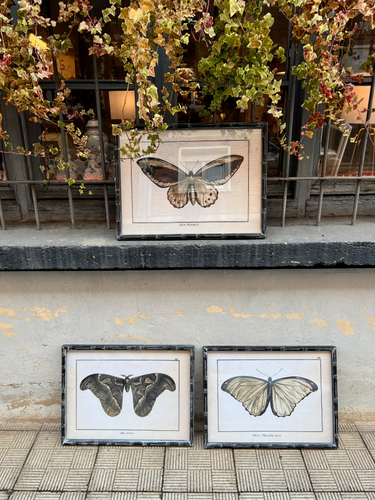Cuadro Mariposa 60x45 cm