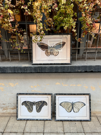 Cuadro Mariposa 60x45 cm