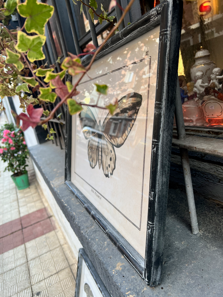 Cuadro Mariposa 60x45 cm